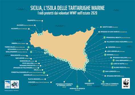 Sicilia lisola delle tartarughe marine il Wwf conta più di 60 nidi