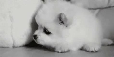 Sleepy Puppy GIF - Sleepy Dog Cute - Discover & Share GIFs