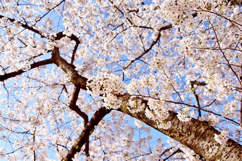 Hikarigaoka Park Cherry Blossom Viewing Guide