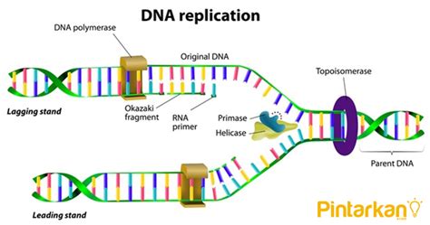 Perbedaan Replikasi Dna Dan Sintesis Protein - DNA Informasi