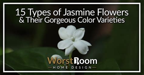 Jasmine Flower Pictures Color | Best Flower Site