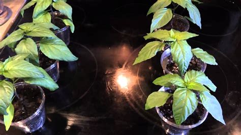 Dwc Hydroponic Pepper Experiment 2012 Part 1 Youtube