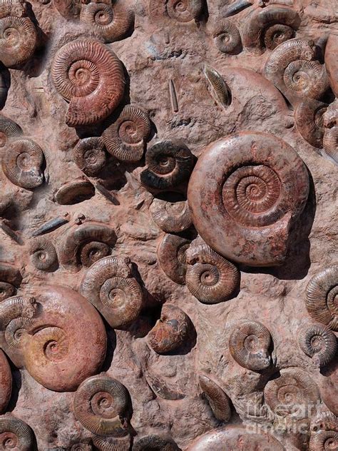 Jurassic Ammonites Photograph By Sinclair Stammersscience Photo Library