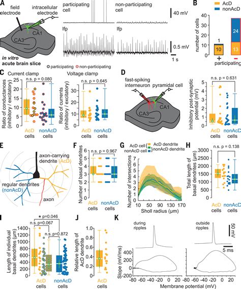 Dendritic Axon Origin Enables Information Gating By Perisomatic