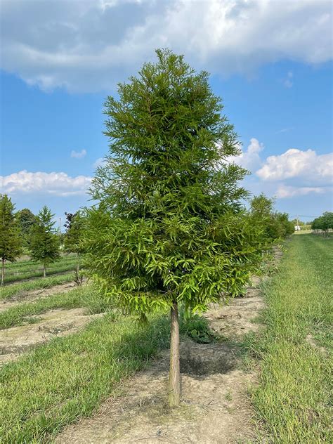 Taxodium Distichum Common Bald Cypress Browns Nursery