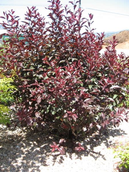 Purple Leaf Plum Sandcherry Trees Shrubs Anything Grows