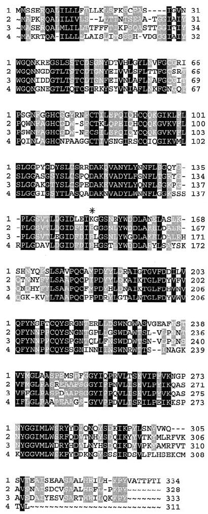 Alignment Of Srchi24 To Class III Chitinases The Amino Acid Sequence