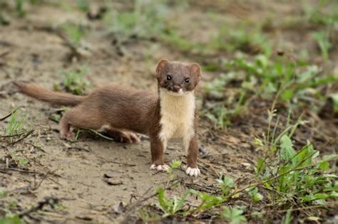 Lasice Kolčava Mustela Nivalis Chovzvířatcz