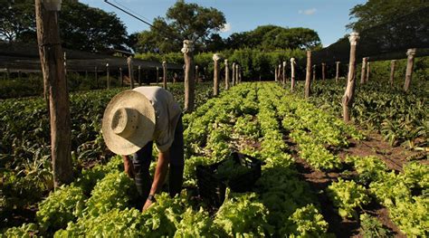 Conozca cuáles son las Buenas Prácticas Agrícolas BPA FOSAC