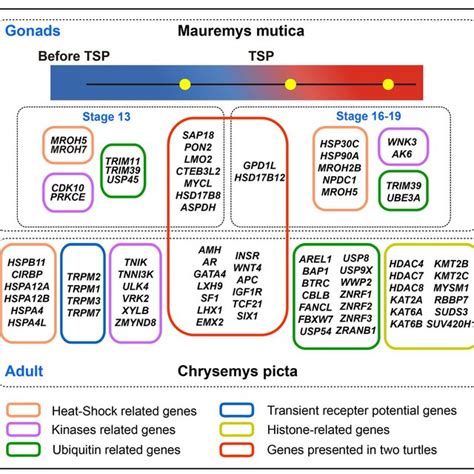 The Similarity And Divergence Of The Differentially Expressed Genes In Download Scientific