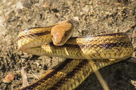 Florida Yellow Rat Snake Photograph By Rich Leighton