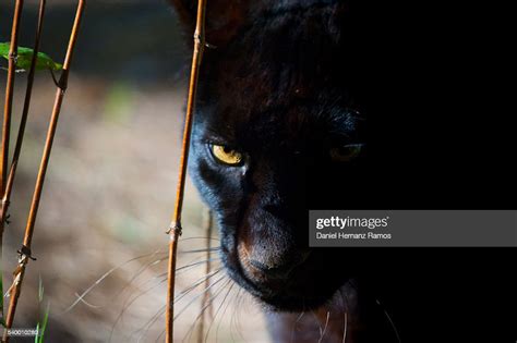 Black Panther Face Detail Black Leopard Panthera Pardus High Res Stock