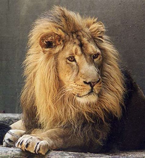 Have you laughed today ?: Interesting facts about lions