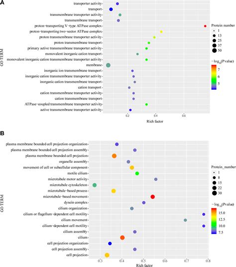 Frontiers Morphological Change And Differential Proteomics Analysis