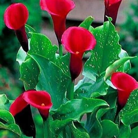 Red Calla Lily Etsy