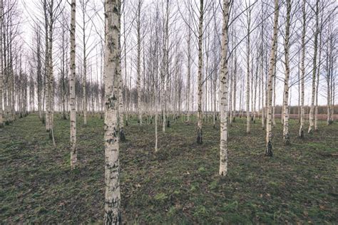Autumn Birch Trees Growing In Lines With Naked Branches Vinta Stock