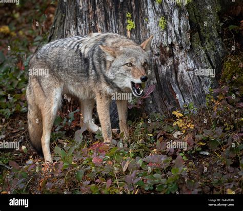 Wiley Coyote Hi Res Stock Photography And Images Alamy