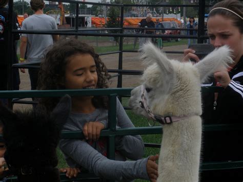 Serena The Unflappable Alpaca September 2010