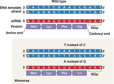 Mutation Missense Html Bpointmutationtypes L