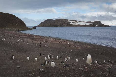 Fun and Fascinating Facts About Antarctica | The Planet D