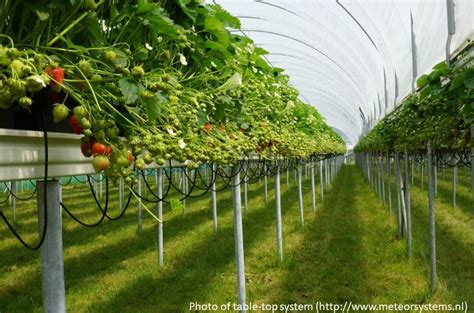 Structures Controlled Environment Berry Production Information