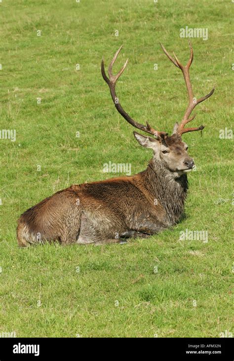 Red Deer Stag Cervus Elaphus Portrait Stock Photo Alamy