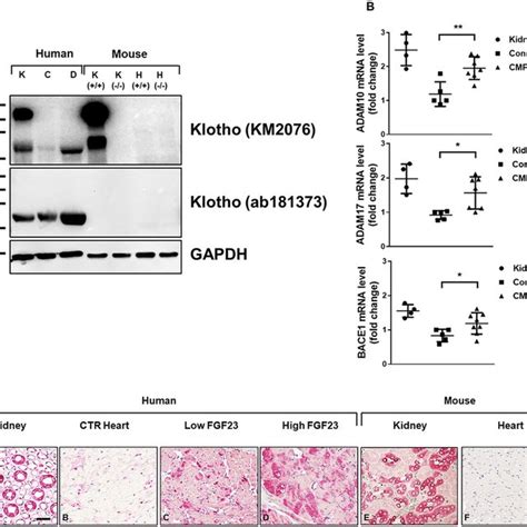 Expression Analysis Of Klotho Protein In Kidney And Heart Tissue A