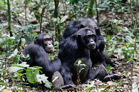 Chimpanzees In Kibale Inside Kibale Forest National Park