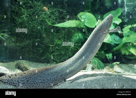 East African Lungfish Protopterus Cf Aethiopicus Stock Photo Alamy