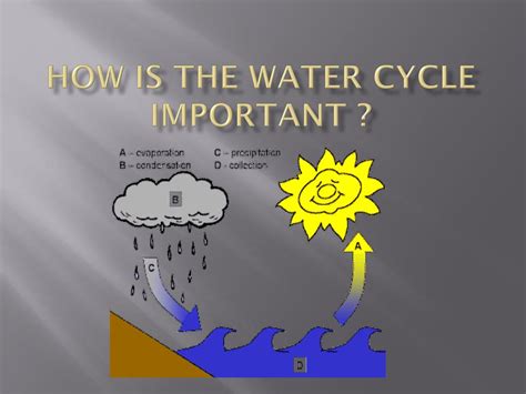 Ppt How Is The Water Cycle Important Powerpoint Presentation Free