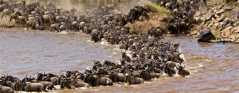 3 Day Maasai Mara Safari Falcon Safaris