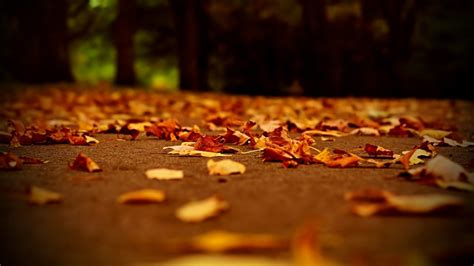 Wallpaper Sunlight Fall Leaves Depth Of Field Night Red Yellow