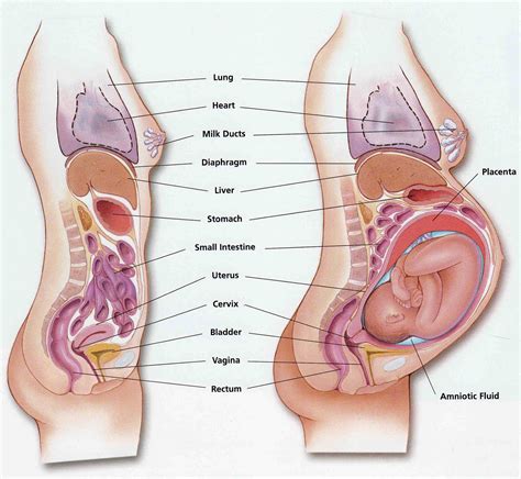 Diagram Of Pregnant Woman Organs 7 Anatomy Reproductive Sys