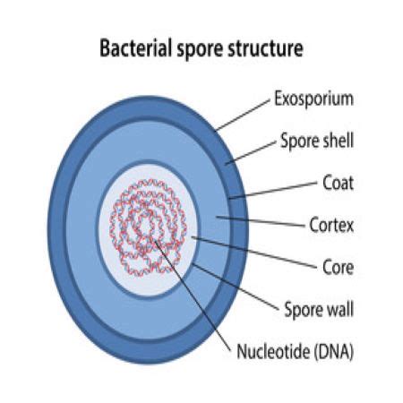 Bacillus Cereus Morphology And Arrangement