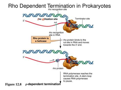 [Solved] Compare and contrast rho-dependent and rho-independent ...