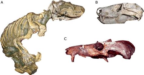 Left side of the skull and jaw of Lycaenops (FMNH UC 1513), a ...