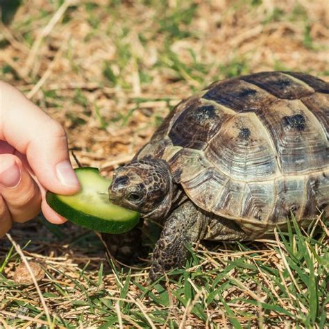 How long can a turtle go without eating? - All Turtles