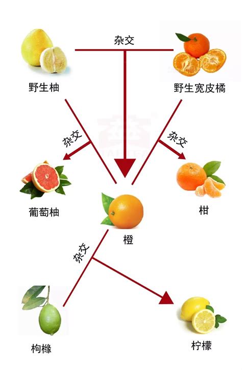 柑橘家族图谱,柑橘品种 - 伤感说说吧