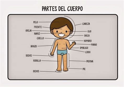 Partes Del Cuerpo Para Ninos