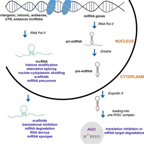 Schematic Representation Of Lncrna And Mirna Biosynthesis And Function