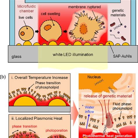 On Chip Photothermal Cell Lysis For Nucleic Acid Extraction A