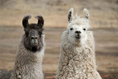 5 Different Types Of Llamas Information And Facts Earth Eclipse