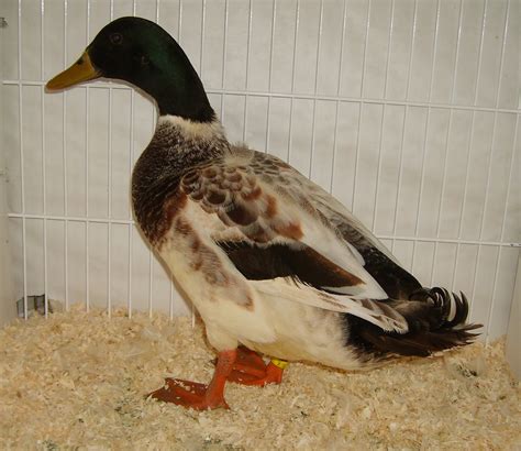 Appleyard For Sale Ducks Breed Information Omlet