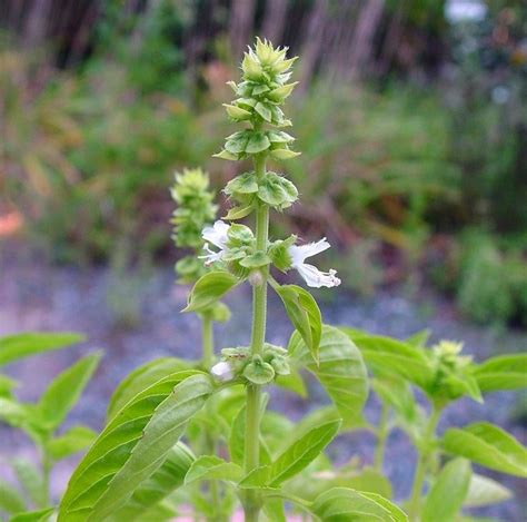 Seminare Basilico Aromatiche Consigli Per La Semina Del Basilico