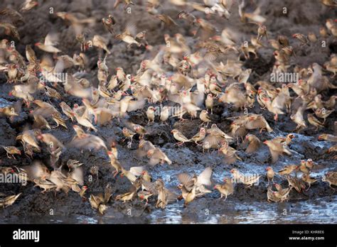 Red Billed Quelea Quelea Quelea Flock At Waterhole Kruger National