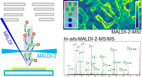 Maldi For The Enhanced Analysis Of N Linked Glycans By Mass