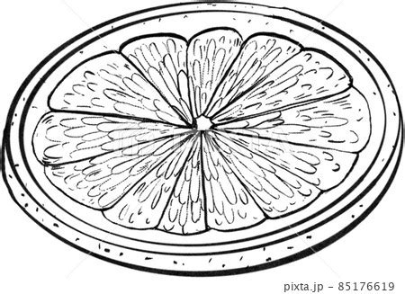 Orange fruit line art handdrawn clipart pngのイラスト素材 85176619 PIXTA