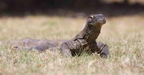 Komodo Dragon Behavior - AnimalBehaviorCorner