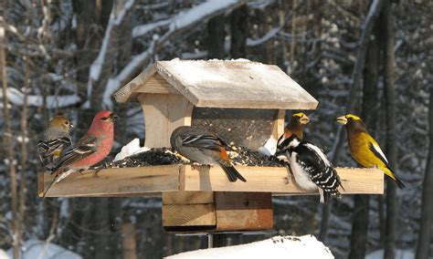 Helping Birds Survive The Winter The Adirondack Almanack