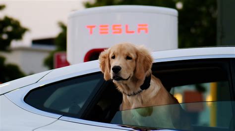 What Is Tesla Dog Mode